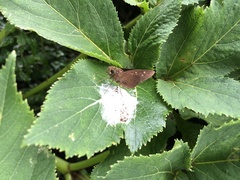 Caltoris cahira austeni