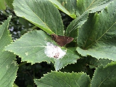 Caltoris cahira austeni