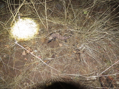 Heloderma suspectum suspectum