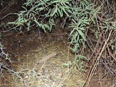 Heloderma suspectum suspectum