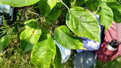 Malus