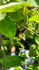 Malus
