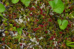 Kalmia procumbens