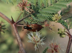 Strigoderma sulcipennis