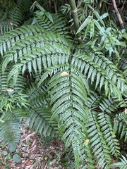 Pteris deflexa