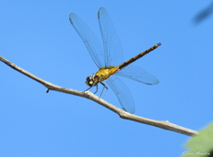 Brachymesia