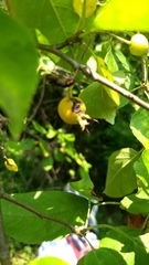 Malus