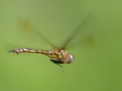 Somatochlora williamsoni