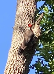 Dryocopus pileatus image