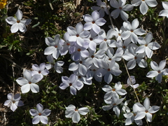 Phlox condensata