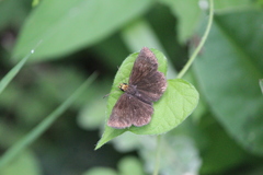 Pholisora