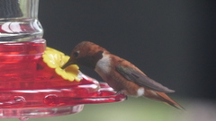 Selasphorus rufus