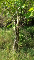 Malus