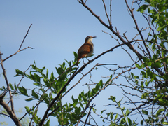 Furnarius figulus figulus
