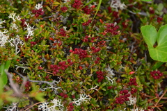 Kalmia procumbens