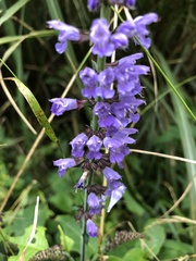 Salvia japonica