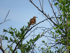 Furnarius figulus figulus