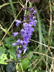 Salvia japonica