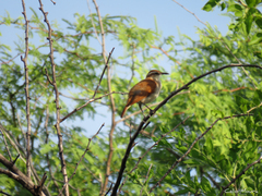 Furnarius figulus figulus