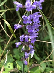 Salvia japonica