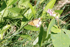 Phyciodes batesii