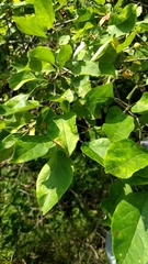 Malus