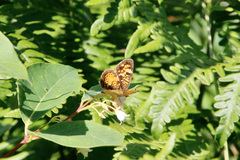 Phyciodes batesii