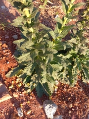 Verbascum