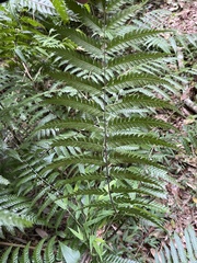 Pteris deflexa