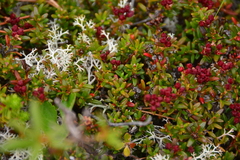 Kalmia procumbens