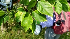 Malus