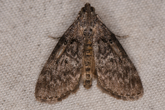 Pococera aplastella