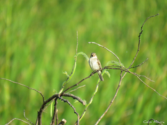 Sporophila albogularis