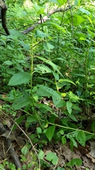 Lamiaceae