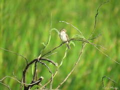Sporophila albogularis
