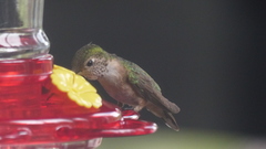 Selasphorus platycercus