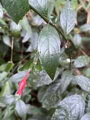 Ruellia angustiflora