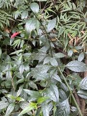 Ruellia angustiflora