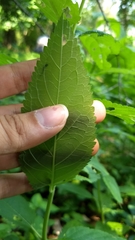 Lamiaceae