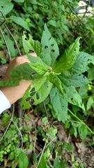 Lamiaceae