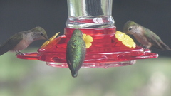 Selasphorus platycercus