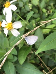 Celastrina lavendularis himilcon