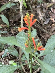 Aphelandra longiflora