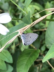 Celastrina lavendularis himilcon
