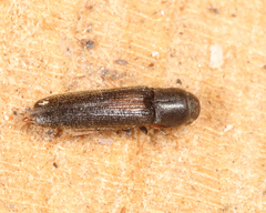 Isorhipis obliqua