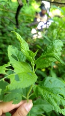 Lamiaceae