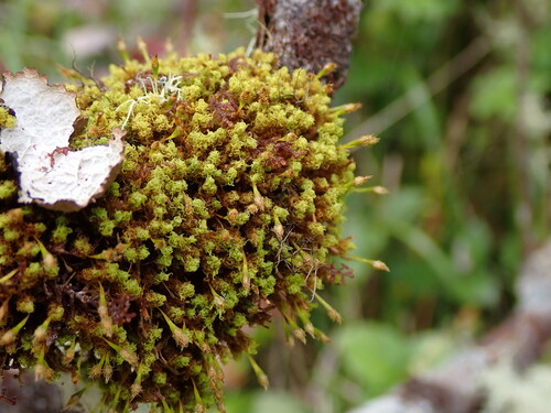 Ulota intermedia