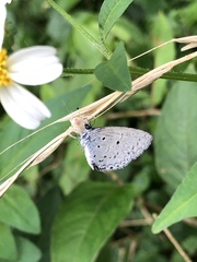 Celastrina lavendularis himilcon