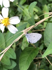 Celastrina lavendularis himilcon