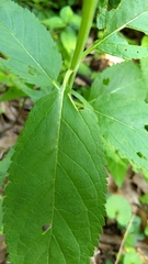 Lamiaceae